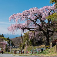 満開の紅枝垂地蔵桜の下で花見を楽しむ人々の写真