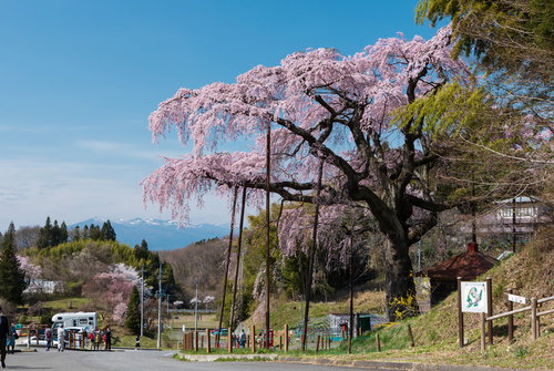 満開の紅枝垂地蔵桜の下で花見を楽しむ人々