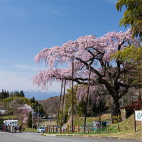 郡山市の紅枝垂地蔵桜と花見客で賑わう満開の桜の写真