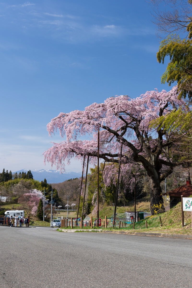 青空の下で満開に咲く紅枝垂地蔵桜と花見客の風景