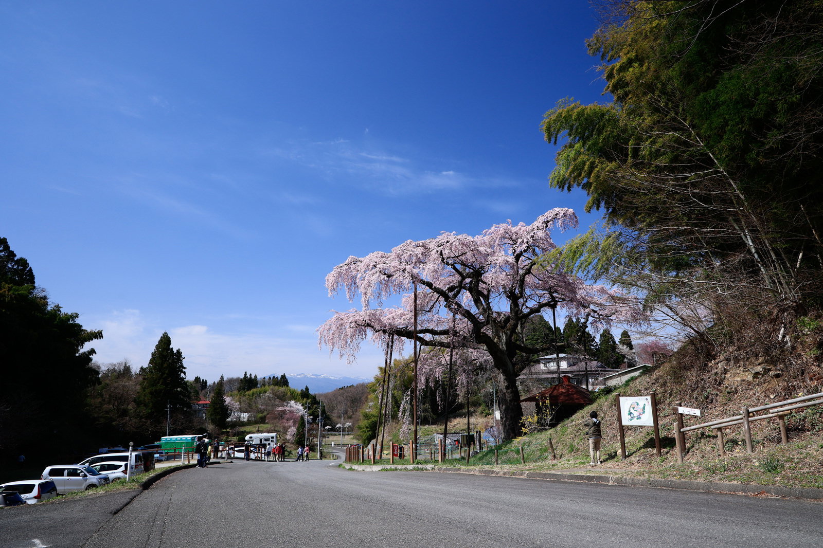 満開の紅枝垂地蔵桜の下で花見を楽しむ観光客たち