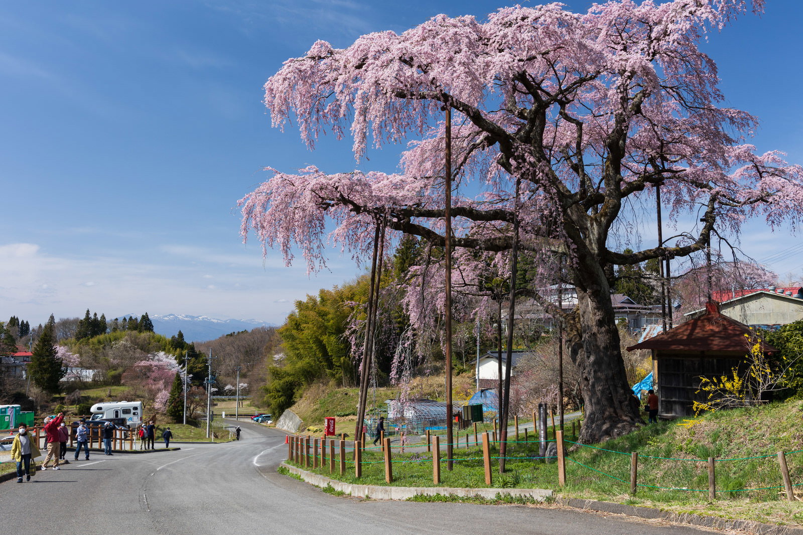 満開の紅枝垂地蔵桜の下で花見を楽しむ人々と青空