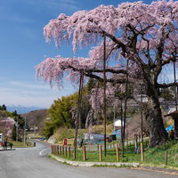 福島県郡山市の紅枝垂地蔵桜で花見を楽しむ人々の写真