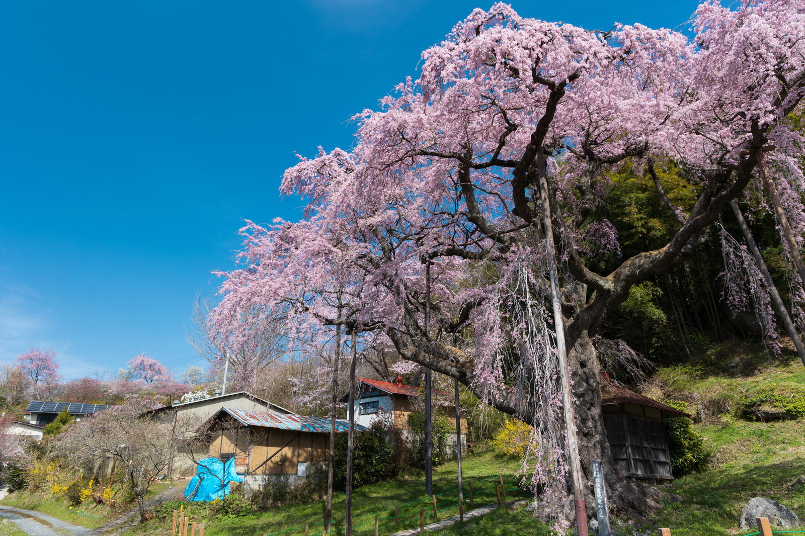 青空の下で満開に咲く紅枝垂地蔵桜