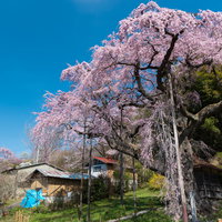 雲一つない青空に映える満開の紅枝垂地蔵桜の写真