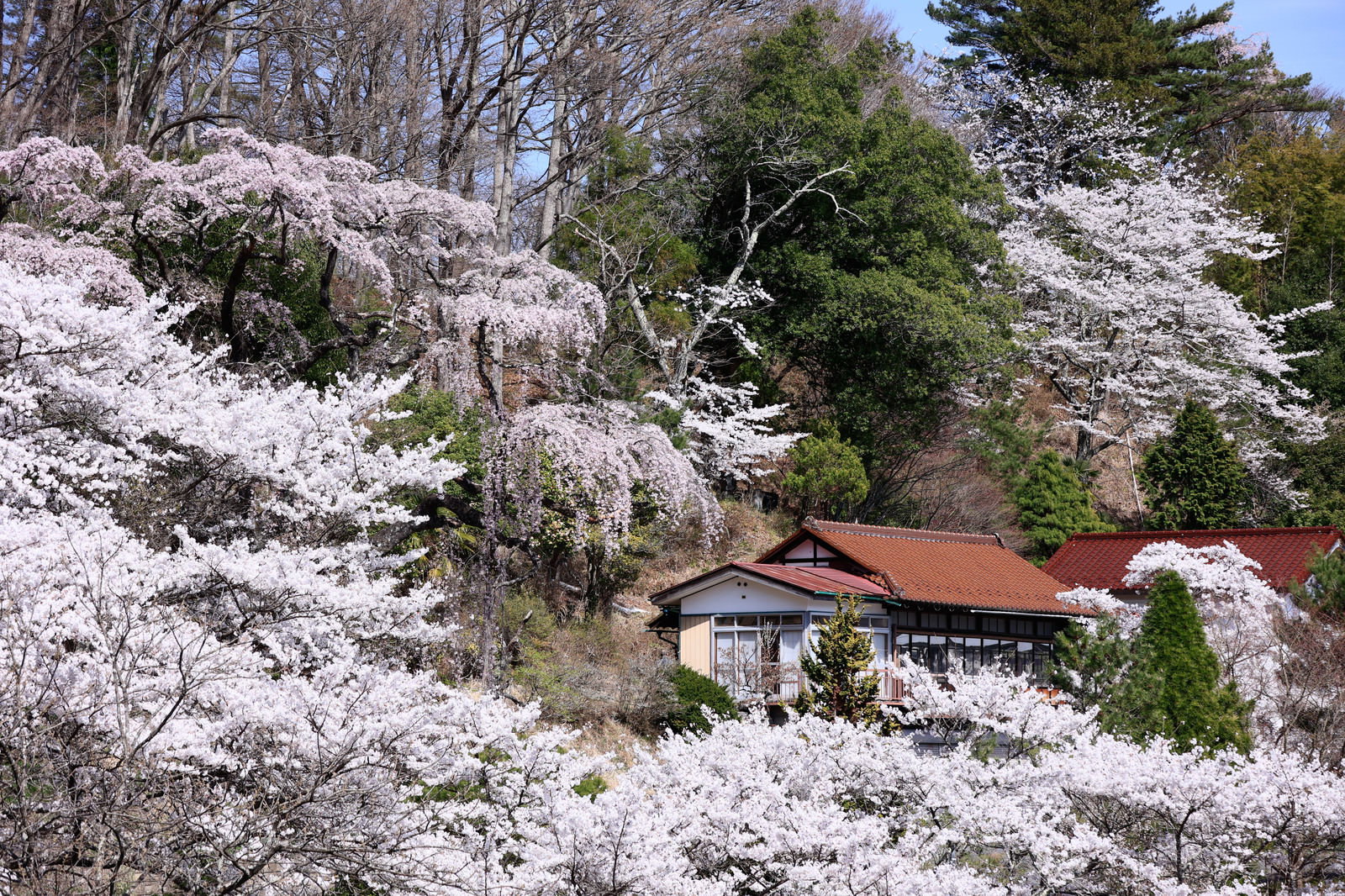 満開の桜が山肌を覆い、中央に建物が見える伊勢桜の風景