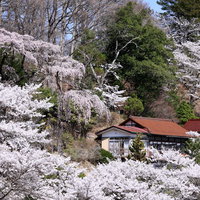 郡山市の伊勢桜を囲む満開の桜達と春の風景の写真