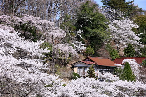 郡山市の伊勢桜を囲む満開の桜達と春の風景