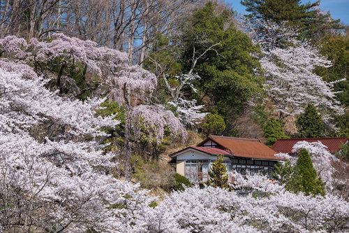 満開の桜に包まれた集落の民家と伊勢桜の春景観
