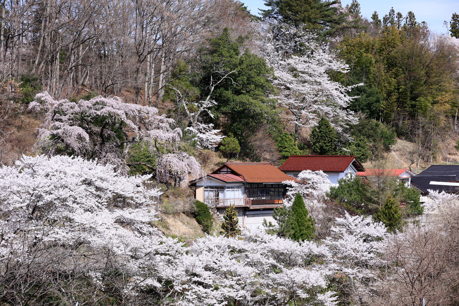 春の桜に囲まれた赤い瓦屋根の民家が見える福島県の集落風景