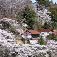 桜に包まれる伊勢桜の民家集落の春風景の写真