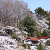 古民家を背景に咲き誇る桜の春景（伊勢桜）の写真