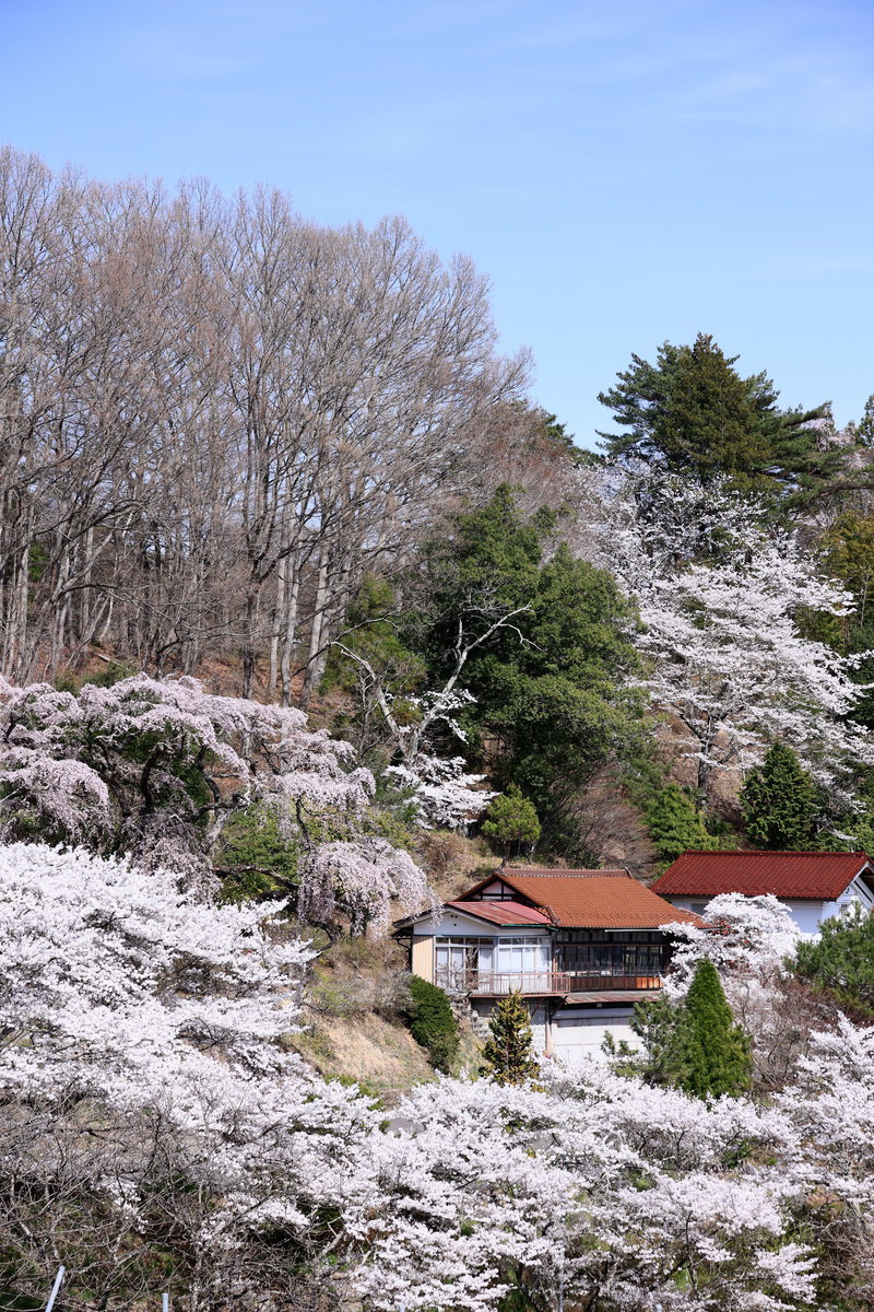 Spring mountain village landscape with fully bloomed white and pink cherry blossom (Sakura) trees in the foreground against blue sky, and an old traditional folk house (Kominka) with white walls visible in the background