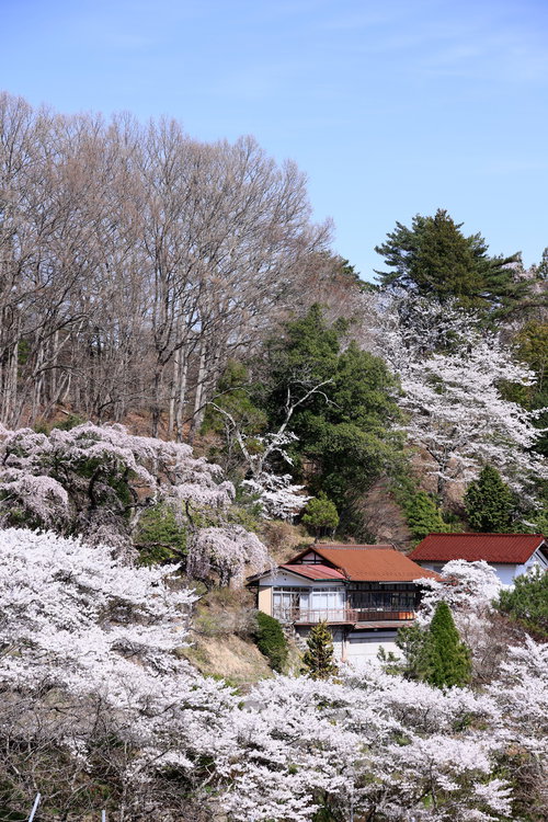 古民家を背景に咲き誇る桜の春景（伊勢桜）