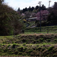 稲刈り後の田んぼから見上げる桜咲く集落の写真