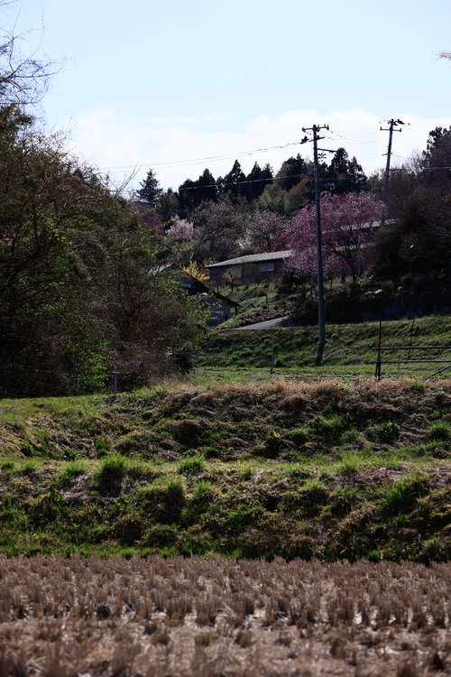 稲刈り後の田んぼから見上げる桜咲く集落
