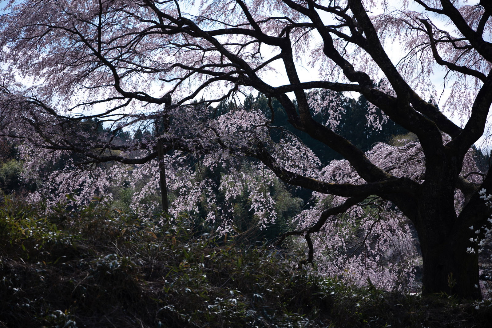 空に向かって大きく枝を広げる満開の枝垂桜