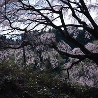 空を這う表の桜の枝ぶり、満開の枝垂桜、郡山市の春の写真