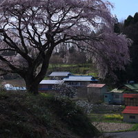 満開の枝垂桜と集落を望む表の桜の写真
