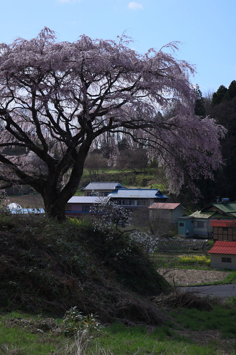満開の枝垂桜と背景に広がる集落の民家を捉えた春の風景