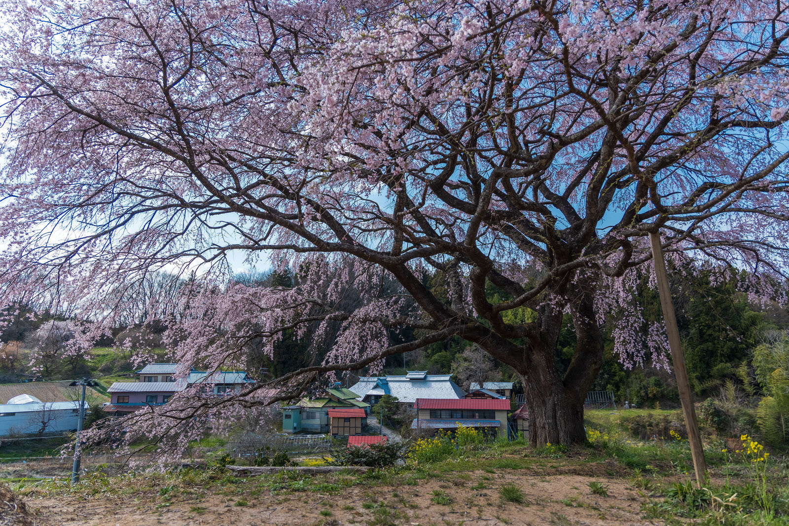 満開の枝垂桜と周辺の集落風景、春の田園地帯
