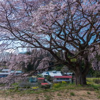 郡山市の表の桜、満開の枝垂桜と集落の風景の写真