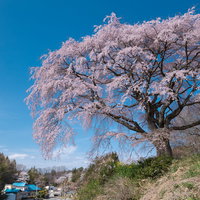 澄み渡る青空と満開の枝垂れ桜、郡山市の表の桜の写真
