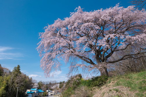 澄み渡る青空と満開の枝垂れ桜、郡山市の表の桜