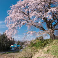 高台から見下ろす満開の枝垂れ桜、郡山市の表の桜の写真