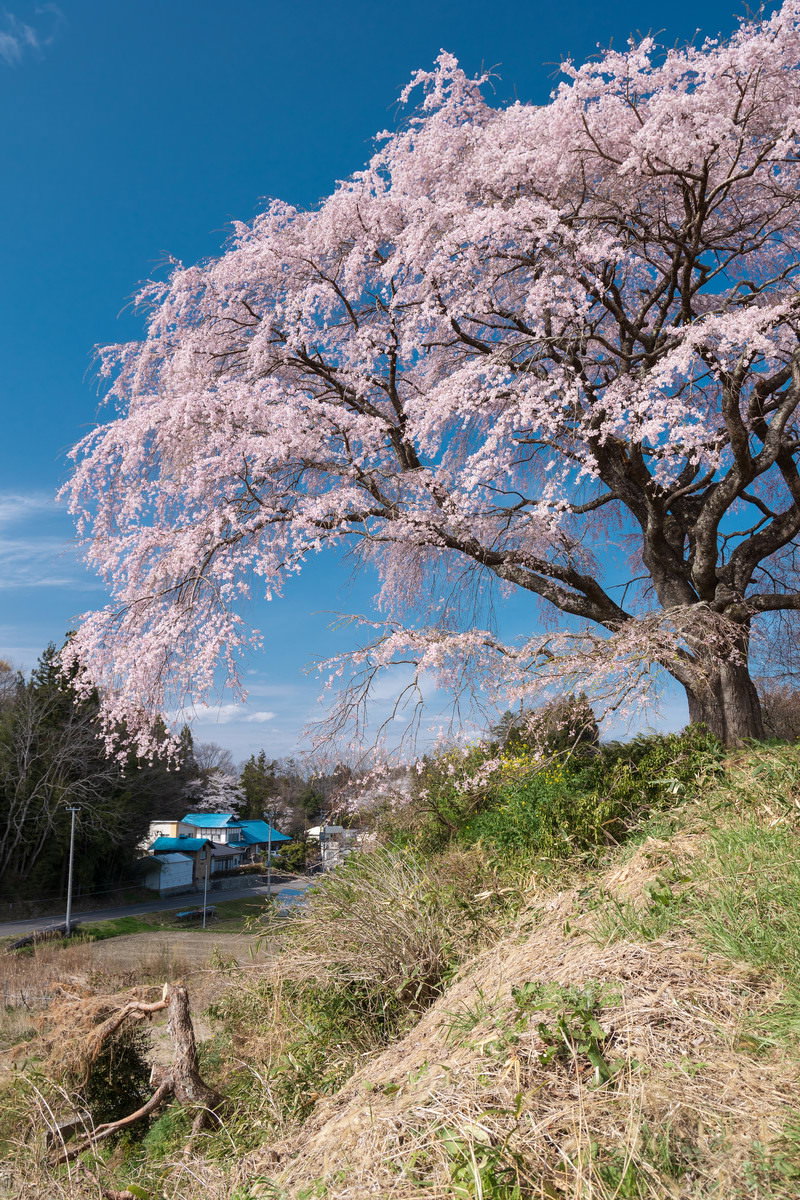 青空の下で満開に咲く枝垂れ桜を高台から撮影した春の風景