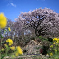 菜の花畑から見上げる郡山市の満開の枝垂れ桜の写真