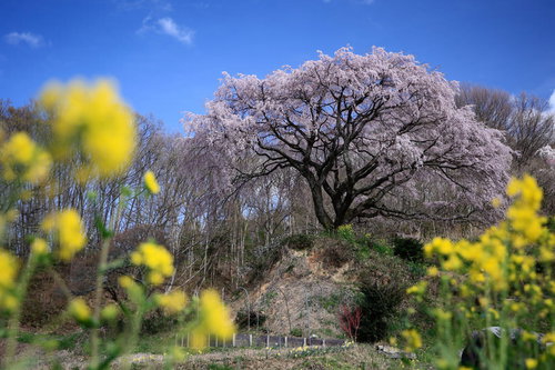 菜の花畑から見上げる郡山市の満開の枝垂れ桜