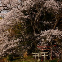 子授け櫻の鳥居へ続く菜の花と奉納石柱の春景色の写真