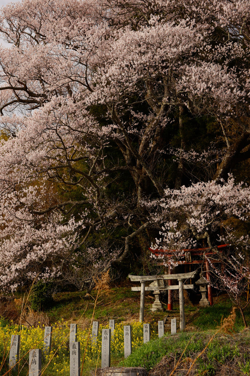 満開の桜を背景に奉納石柱が並び鳥居へ続く神社の春景色