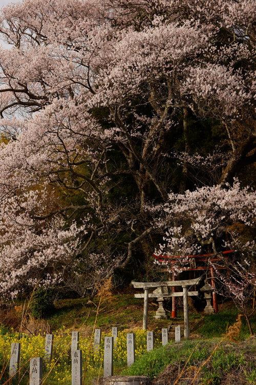 子授け櫻の鳥居へ続く菜の花と奉納石柱の春景色