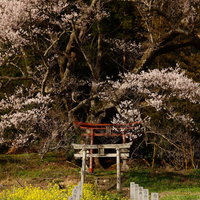 郡山市の大和田稲荷神社入口、鳥居と満開の子授け櫻の写真