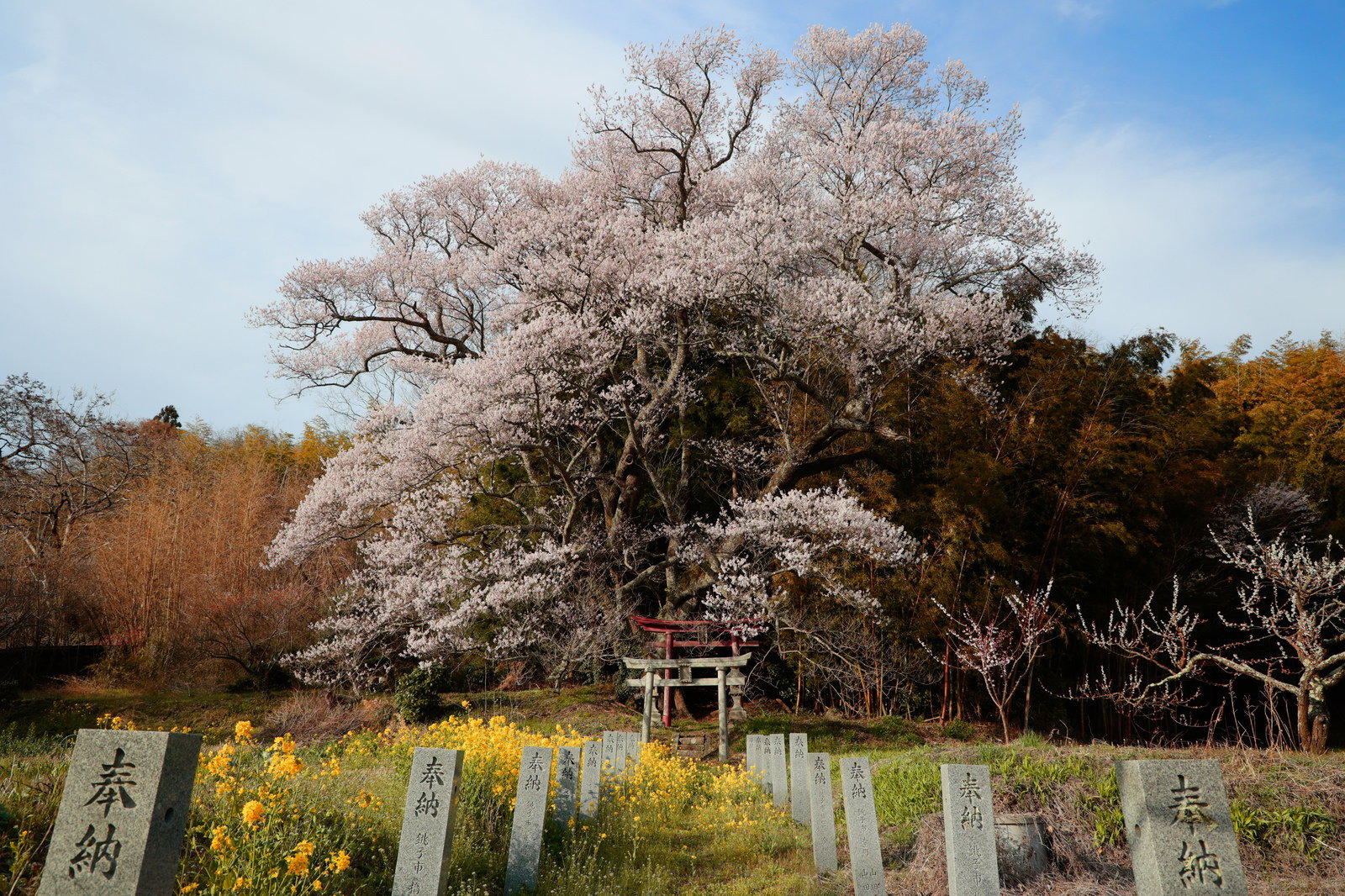 白く満開の桜の木と鳥居、手前に奉納石柱が並ぶ神社の参道風景