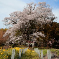 郡山市の子授け櫻前に咲く菜の花と奉納石柱の写真