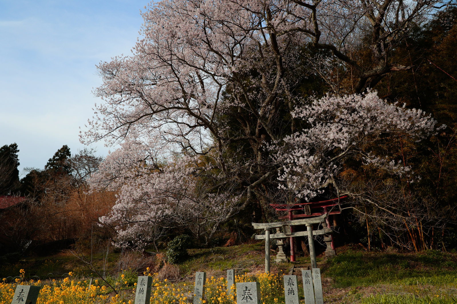 紅白の鳥居の奥に満開の桜が咲き、手前に菜の花が咲く春の風景