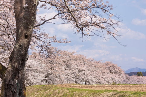 福島県郡山市の笹原川千本桜、土手沿いに咲き乱れる春の桜並木