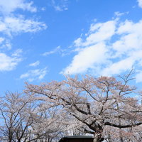 のどかな快晴の逢瀬公園、満開の桜並木と青空の春景色の写真