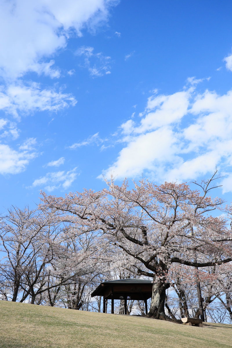 青空を背景に満開の桜が咲く逢瀬公園の風景