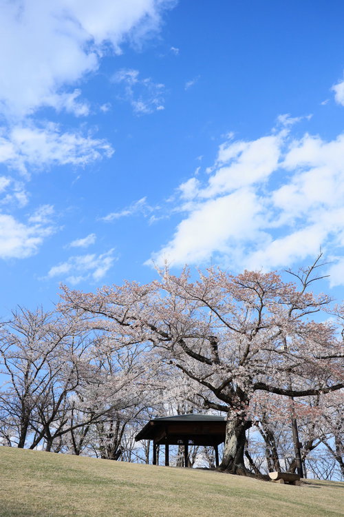 のどかな快晴の逢瀬公園、満開の桜並木と青空の春景色