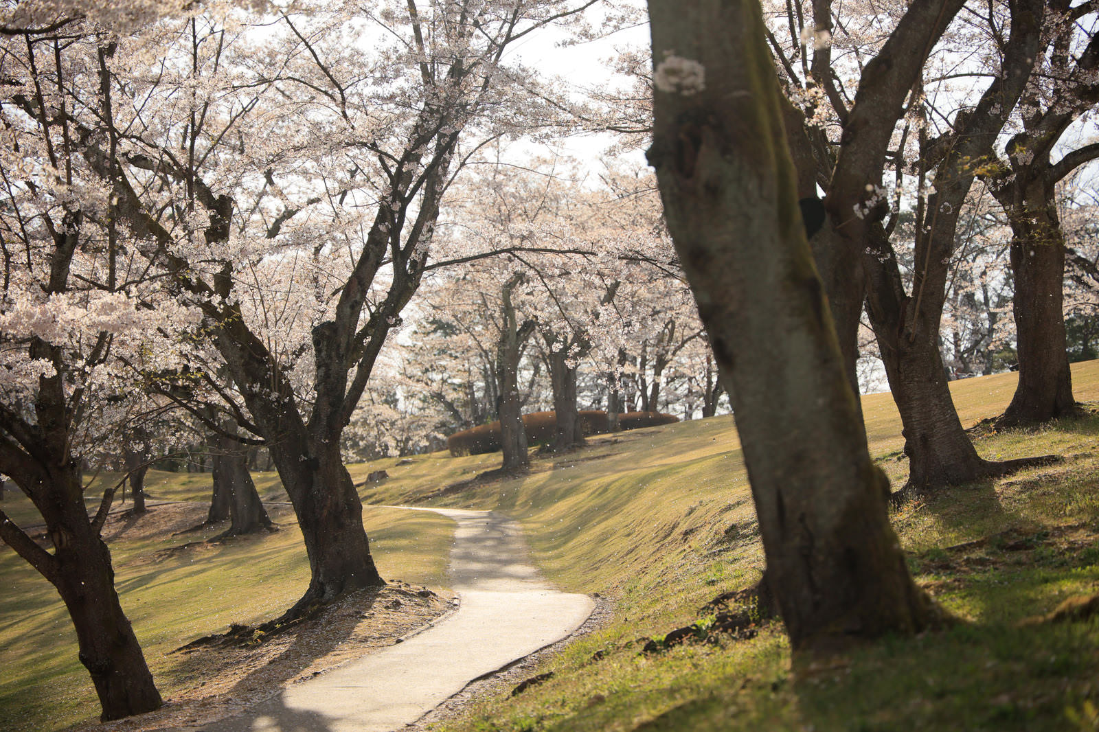 逢瀬公園の桜並木道。両側の大きな桜の木が満開の白い花で覆われ、中央の歩道へ向かう遠近感がある。