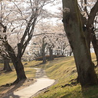 桜を眺めるのに最適な逢瀬公園の満開の並木道の写真