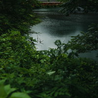 庄川峡の木々の間から見える橋と緑豊かな渓谷の風景の写真