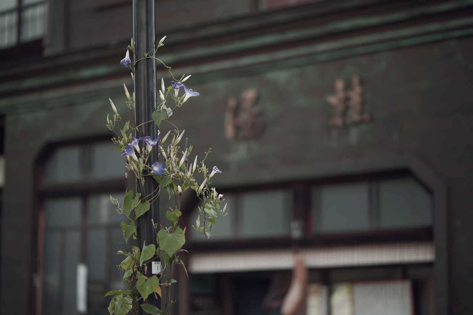 商店のガラス窓前に這う緑の朝顔のつると背景の建物