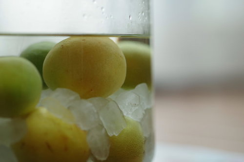 透明な保存瓶に青梅と角砂糖を層状に詰めた梅シロップ作り