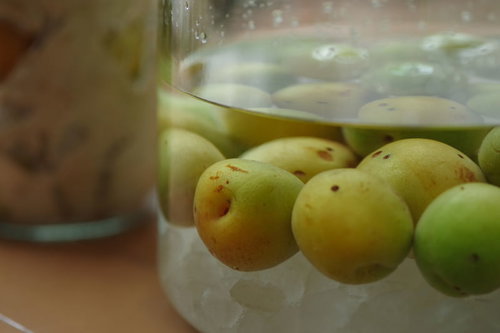 青梅と角砂糖を瓶に漬け込む梅酒・梅シロップ作りの仕込み工程