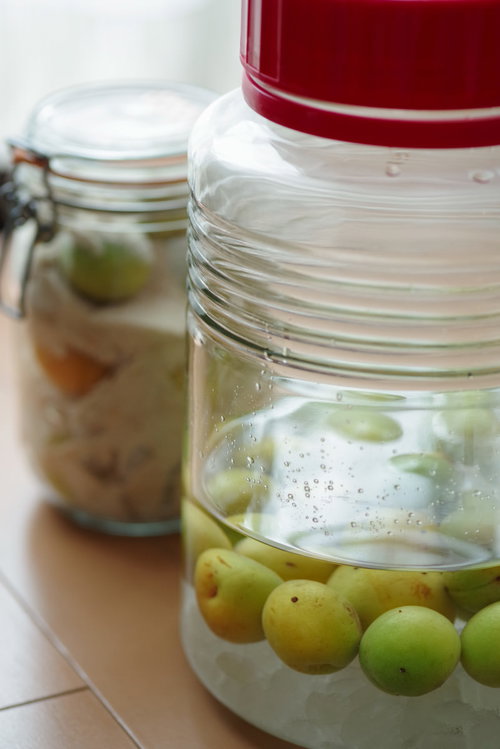 保存瓶に漬けこまれた青梅と角砂糖の梅酒仕込み